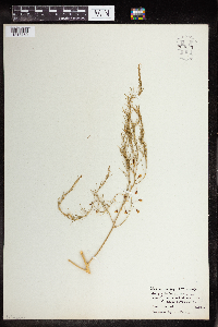 Asparagus officinalis image