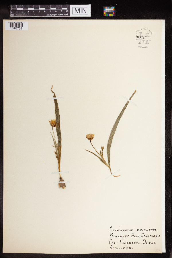Calochortus uniflorus image