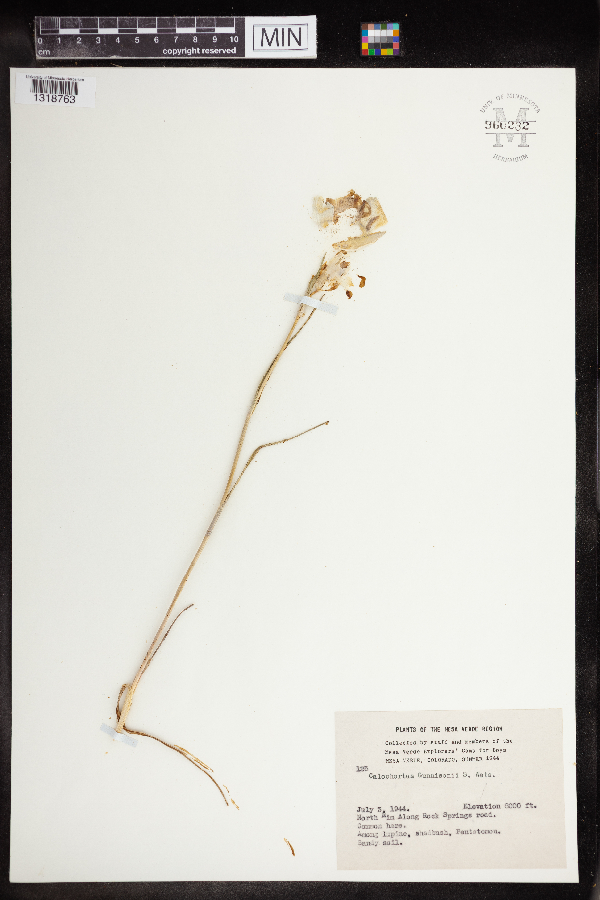Calochortus gunnisonii image