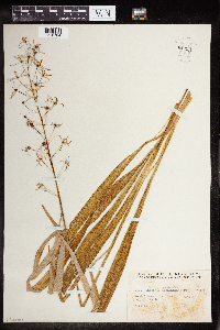 Camassia scilloides image