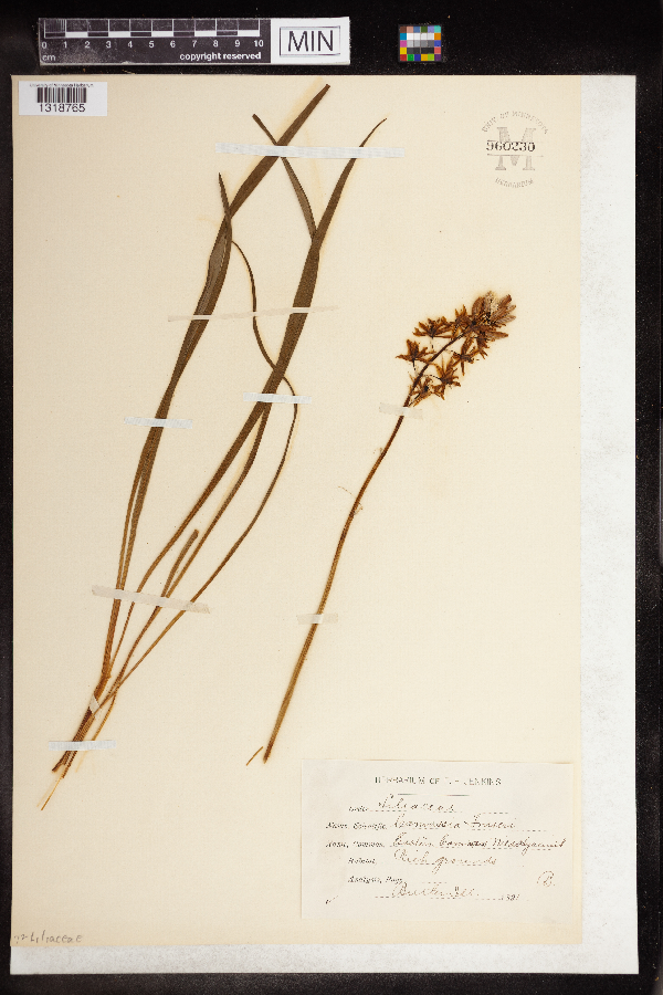 Scilla fraseri image