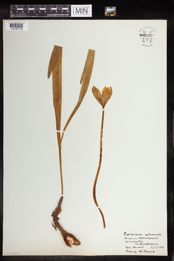 Colchicum autumnale image