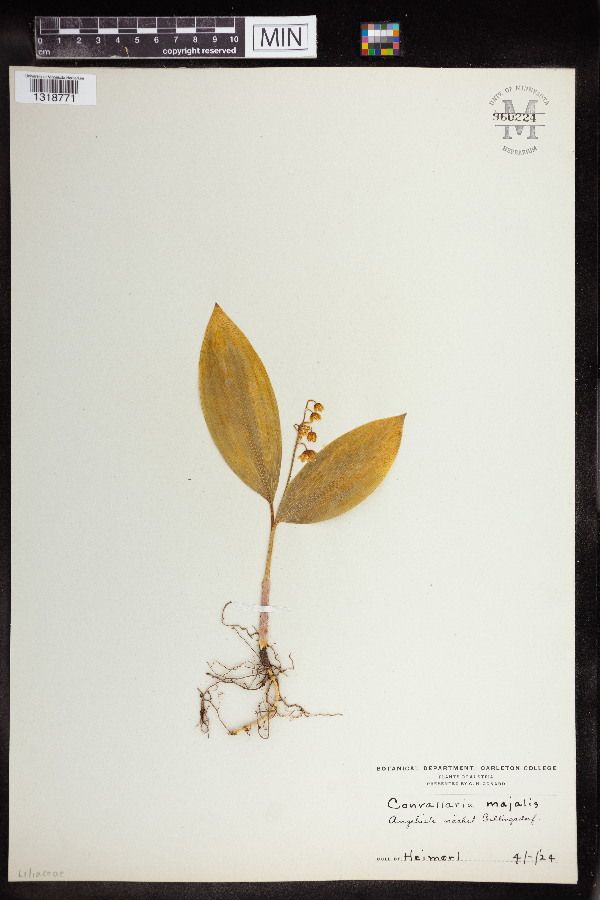 Convallaria majalis image