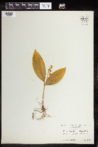 Media resource of Convallaria majalis