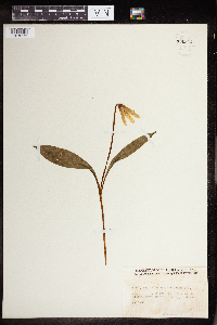 Erythronium americanum image