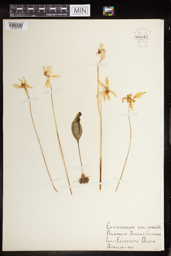Erythronium californicum image