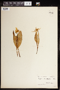 Erythronium americanum image