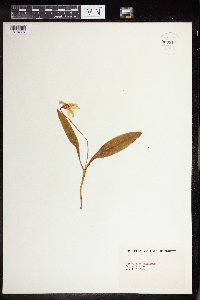 Erythronium americanum image