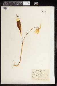 Erythronium albidum image