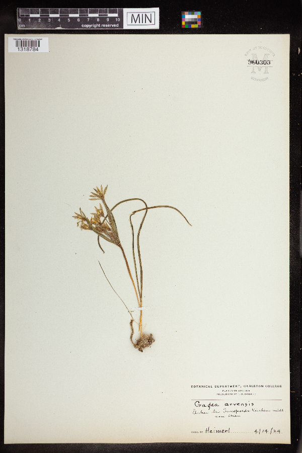 Gagea arvensis image