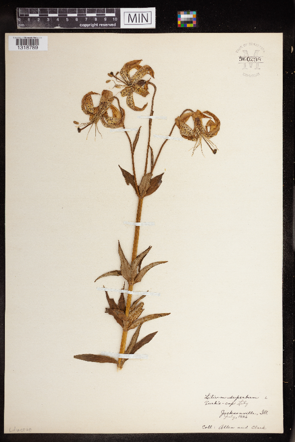 Lilium superbum image