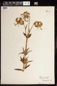 Media resource of Lilium superbum
