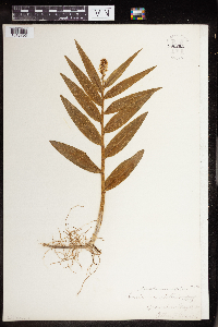 Maianthemum stellatum image