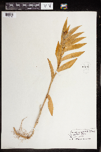 Maianthemum stellatum image