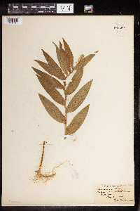 Maianthemum stellatum image