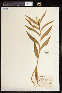 Maianthemum stellatum image