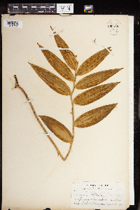 Maianthemum stellatum image