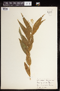 Maianthemum stellatum image