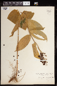 thumbnail image of current specimen