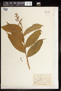 Maianthemum racemosum image