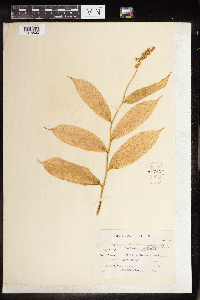 Maianthemum racemosum image