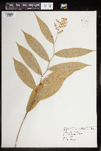 Maianthemum racemosum image