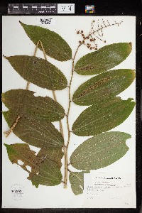 Maianthemum racemosum image