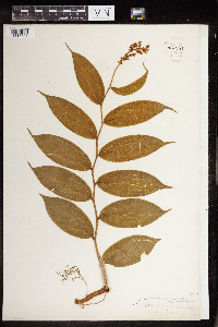 Maianthemum racemosum image