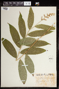 Maianthemum racemosum image