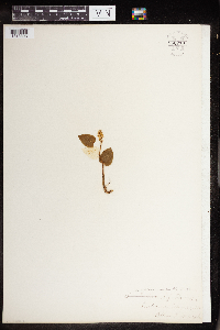 Maianthemum canadense image