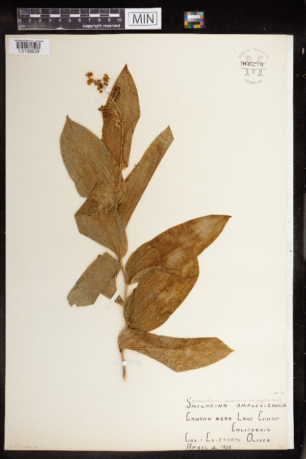 Maianthemum racemosum subsp. amplexicaule image