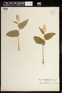 Maianthemum canadense image