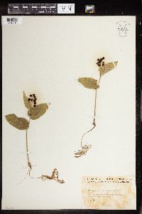 Maianthemum canadense image