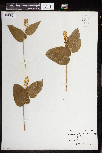 Maianthemum canadense image