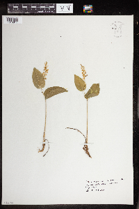 Maianthemum canadense image