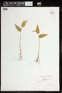 Maianthemum canadense image