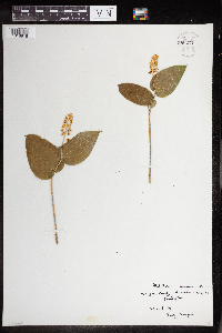 Maianthemum canadense image