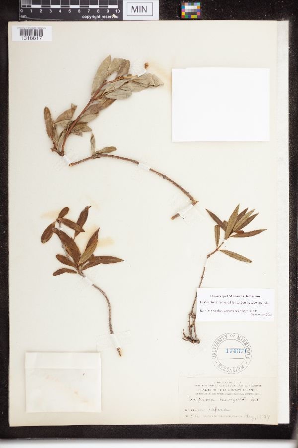 Periploca laevigata image