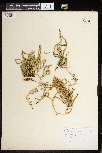 Diphasiastrum alpinum image