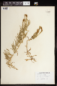 Diphasiastrum alpinum image