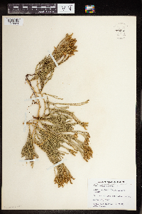 Diphasiastrum alpinum image