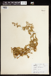 Diphasiastrum alpinum image