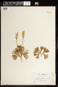 Diphasiastrum complanatum image