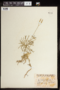 Thumbnail image of current specimen