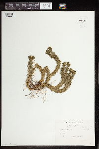 thumbnail image of current specimen