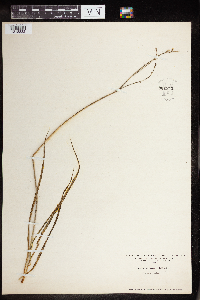 Anthericum liliago image