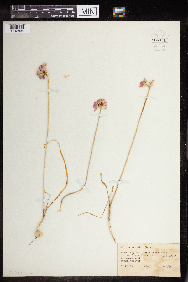 Allium amplectens image