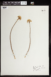 Allium tricoccum image