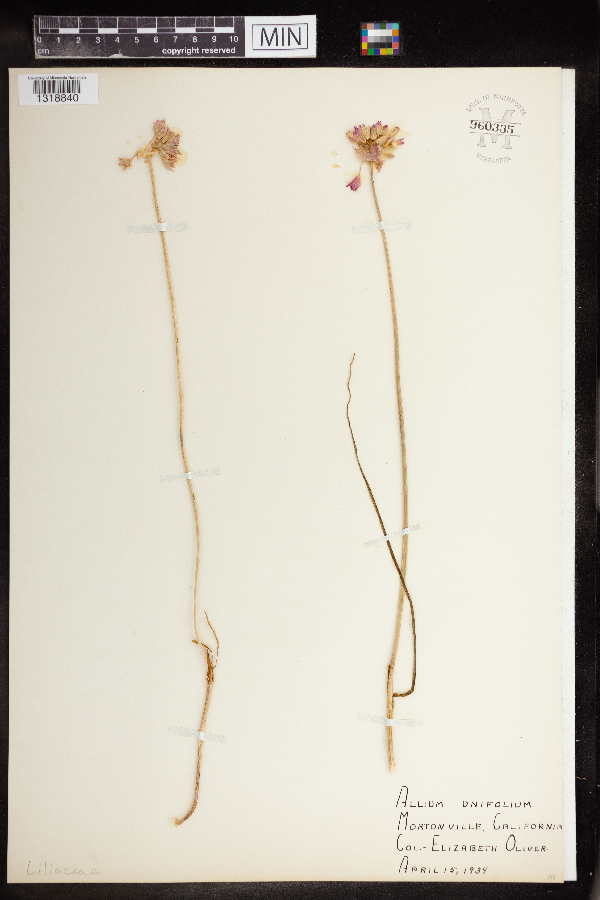 Allium unifolium image