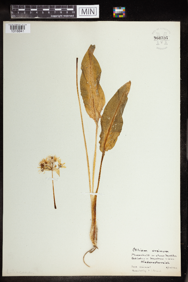 Allium ursinum image